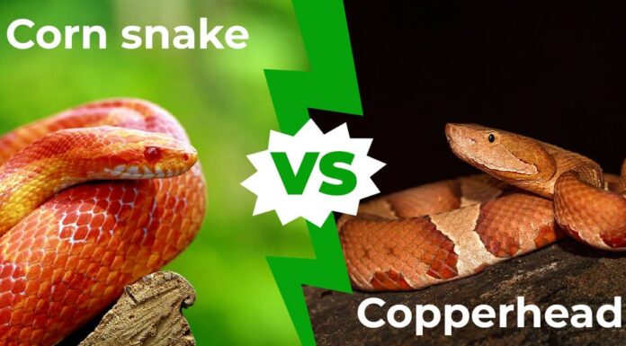 Corn Snake vs Copperhead: 5 principali differenze spiegate
