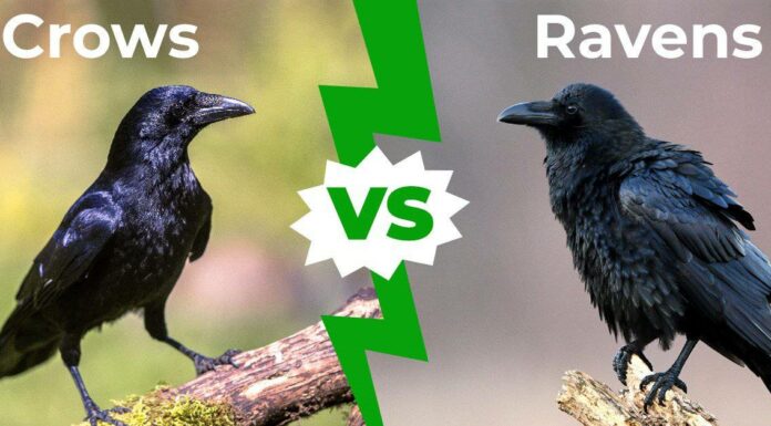 Corvi contro corvi: spiegate le 5 principali differenze
