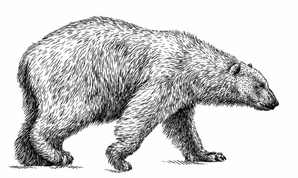 illustrazione dell'orso