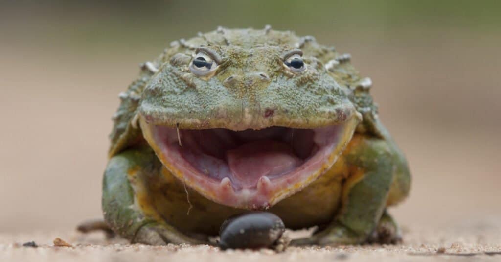 Denti di rana toro africana - Rana toro con la bocca aperta