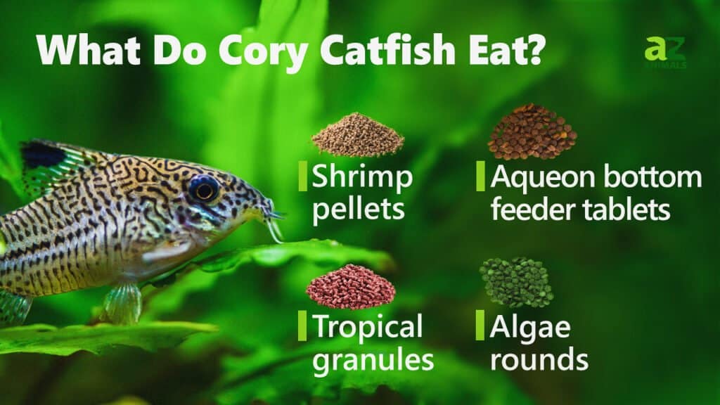 Cosa mangia il pesce gatto Cory