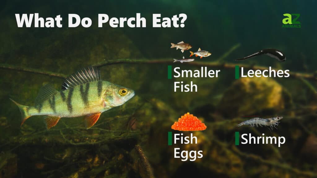 Cosa mangia il pesce persico