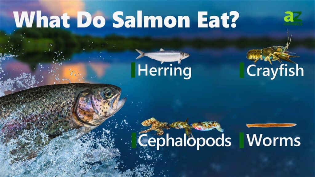 Cosa mangia il salmone
