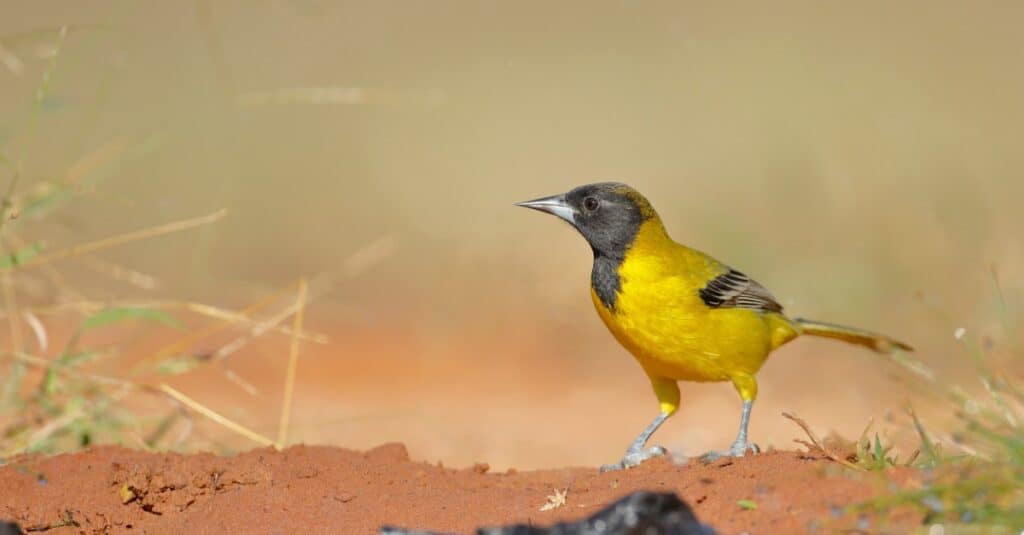 Uccelli dal petto giallo: Audubon's Oriole