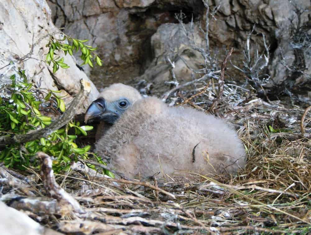 Avvoltoio bambino nel nido