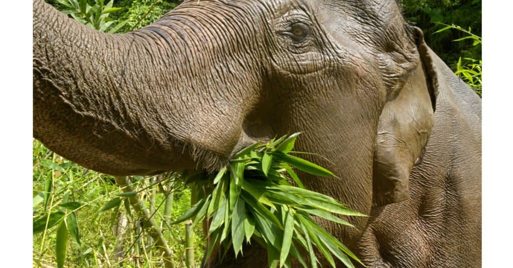 Cosa mangiano gli elefanti - da vicino