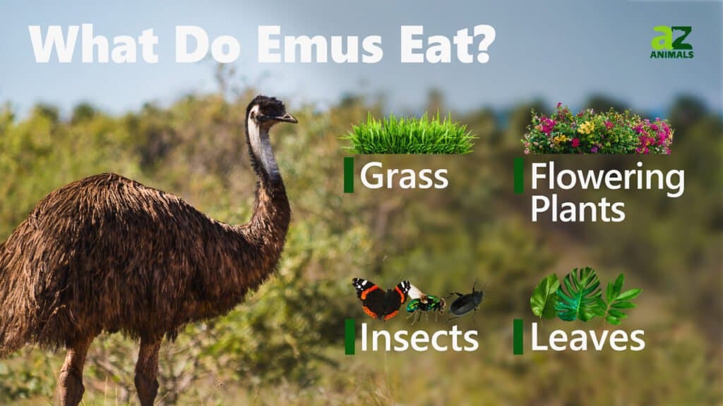 Cosa mangiano gli emù