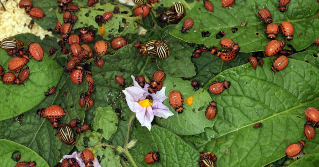 Cosa mangiano gli insetti della patata - Potato Bug Group (Colorado Potato Beetle)