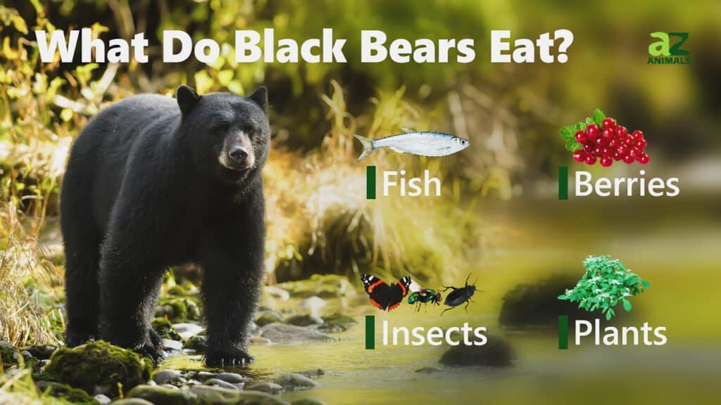 Cosa mangiano gli orsi neri