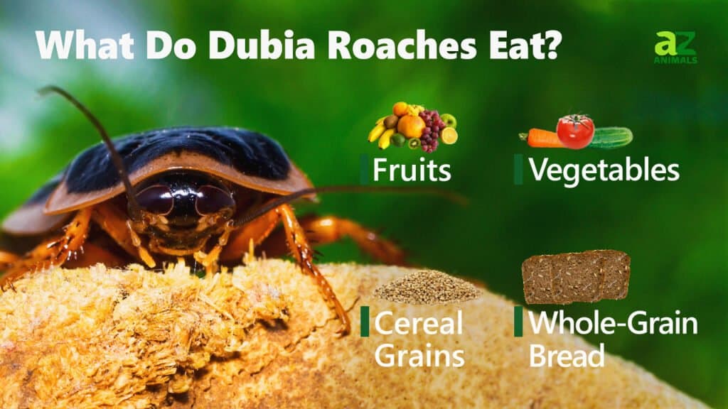 Cosa mangiano gli scarafaggi Dubia