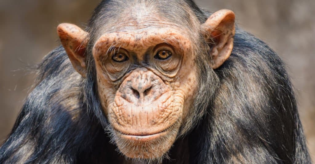 Scimmie contro scimmie: Ritratto di uno scimpanzé maschio