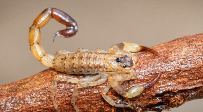 Cosa mangiano gli scorpioni?
