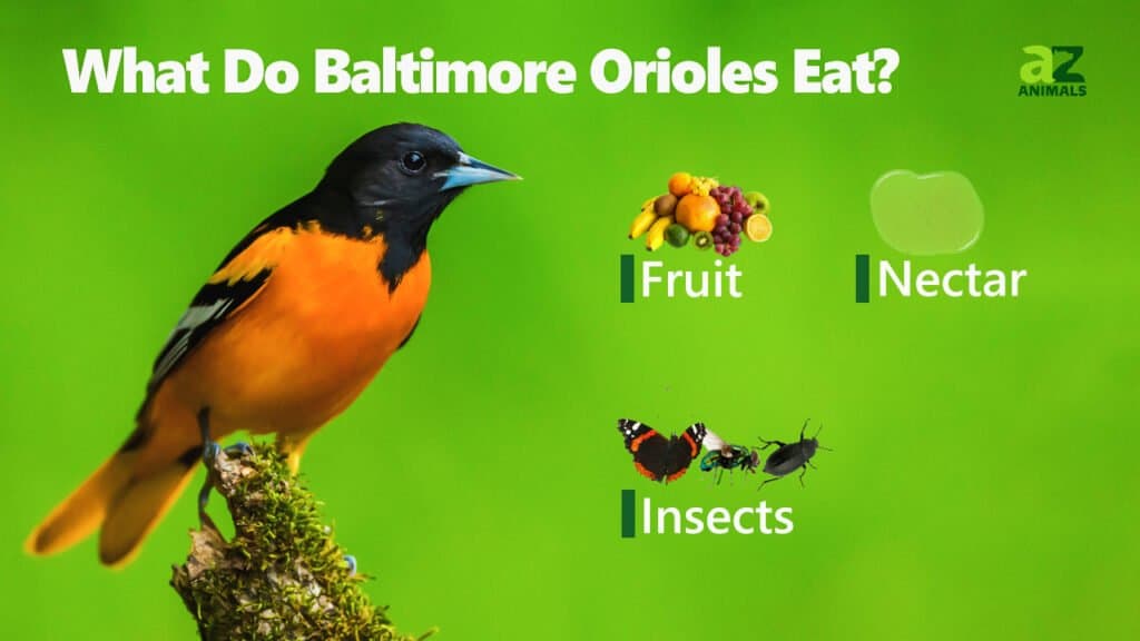 Cosa mangiano i Baltimore Orioles