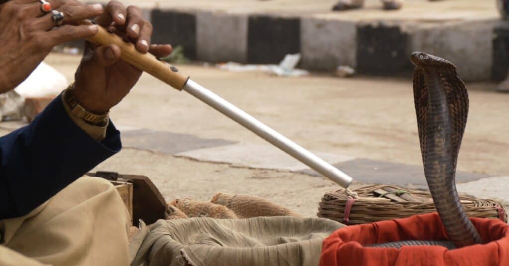 Cosa mangiano i cobra reali - Incantatore di serpenti che suona un flauto per un cobra indiano.