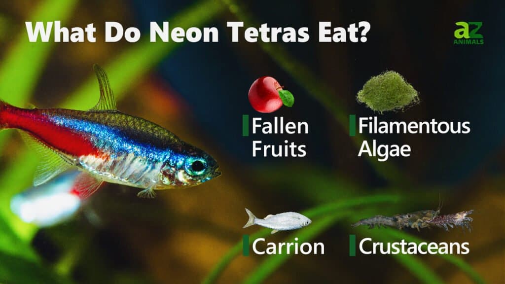 Cosa mangiano i Neon Tetras