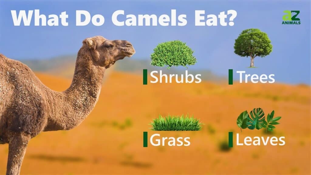 Cosa mangiano i cammelli