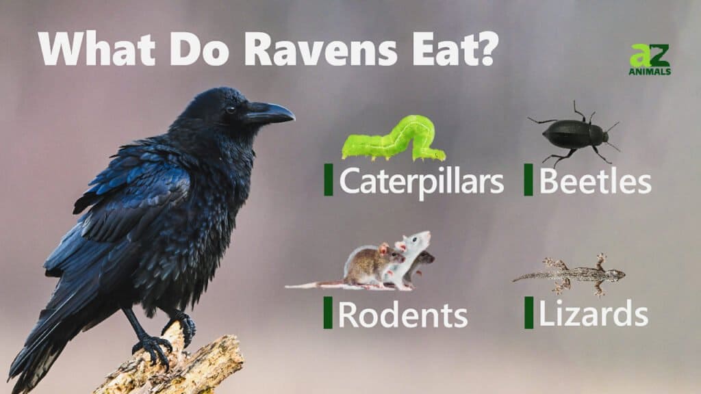 Cosa mangiano i corvi