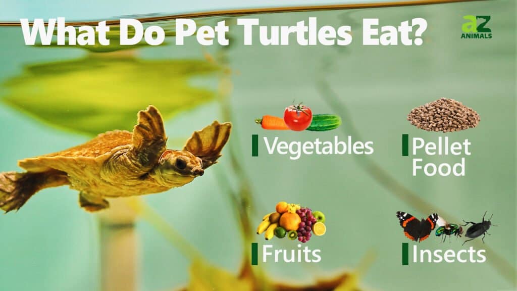 Cosa mangiano le tartarughe domestiche