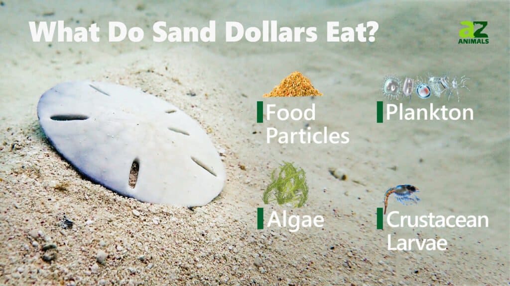 Cosa mangiano i dollari di sabbia