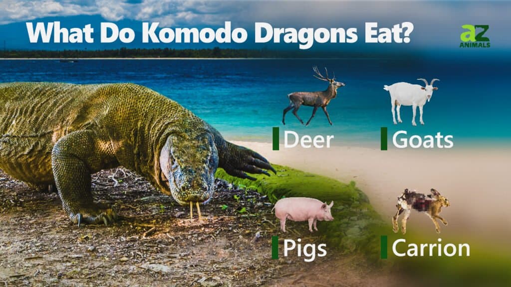 Cosa mangiano i draghi di Komodo