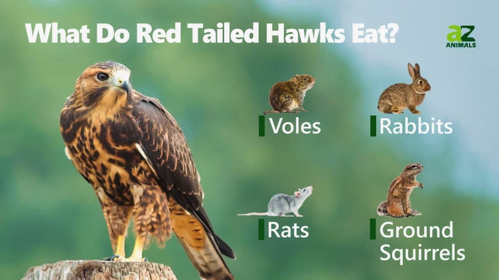 Cosa mangiano i falchi dalla coda rossa?