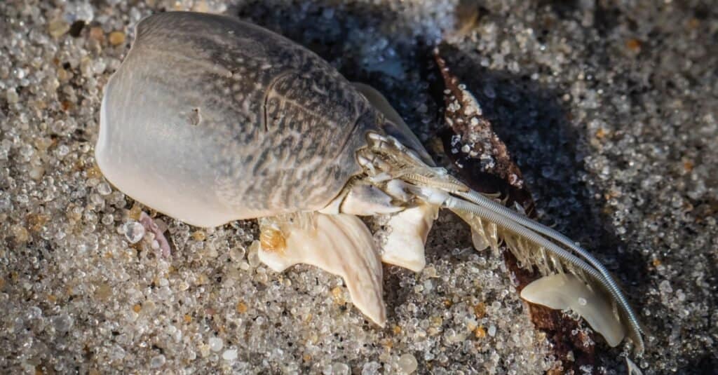 Cosa mangiano i granchi di sabbia?