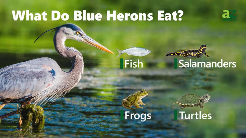 Cosa mangiano gli aironi blu
