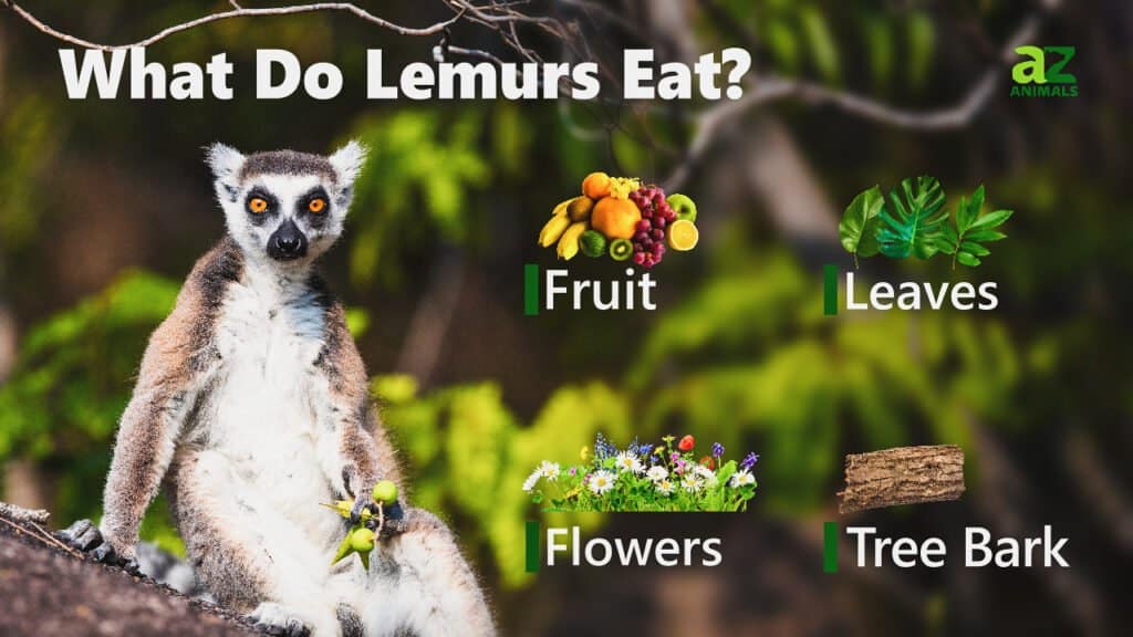 Cosa mangiano i lemuri