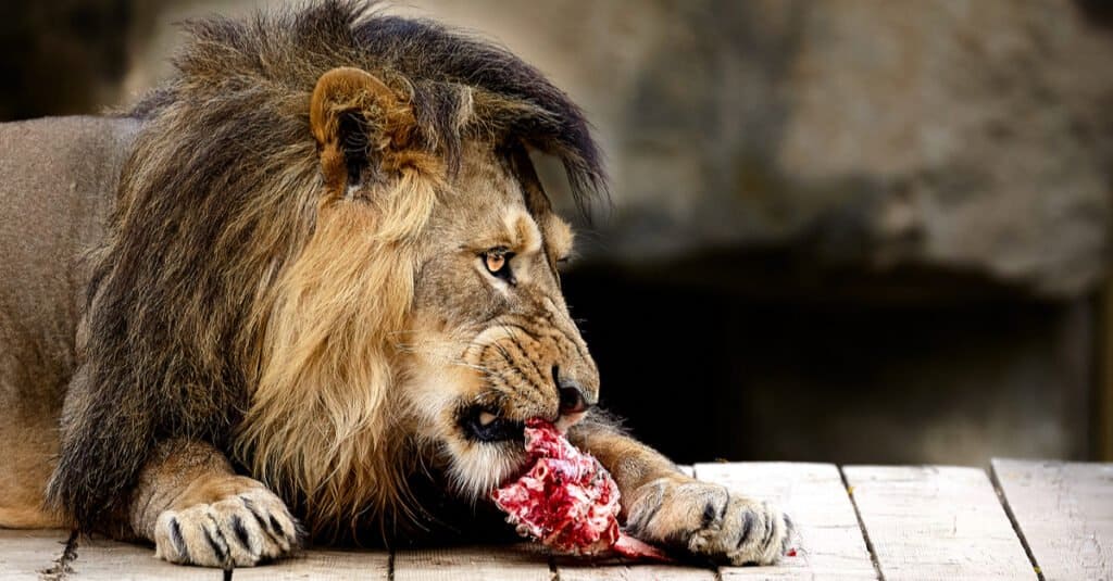 Cosa mangiano i leoni: mangiano in cattività