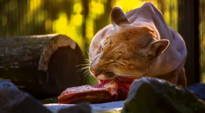 What do mountain lions eat - mountain lion feeding