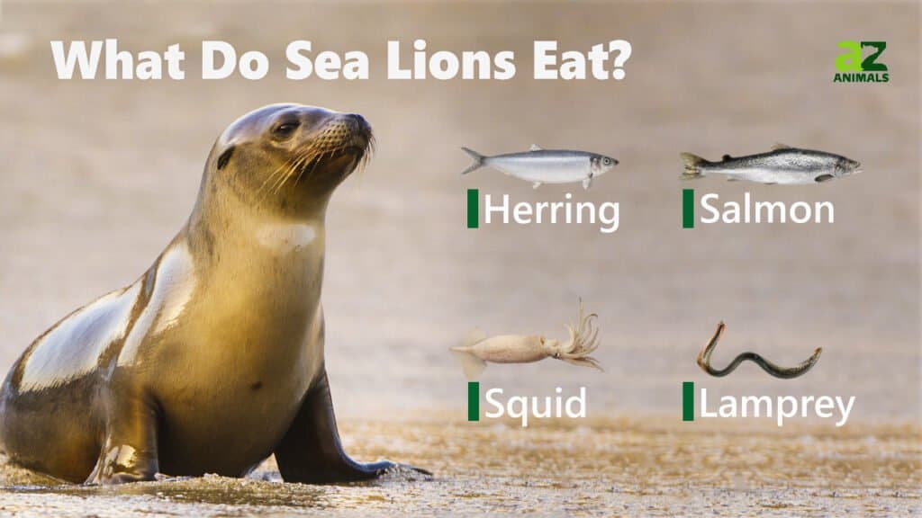 Cosa mangiano i leoni marini