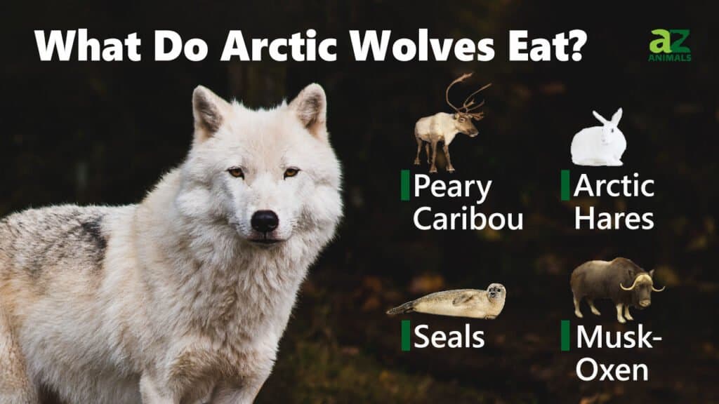 Cosa mangiano i lupi artici