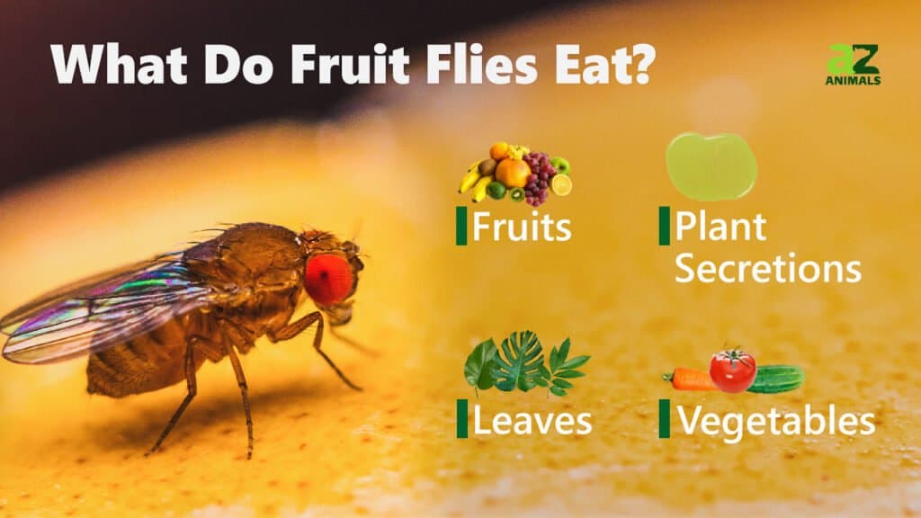 Cosa mangiano i moscerini della frutta
