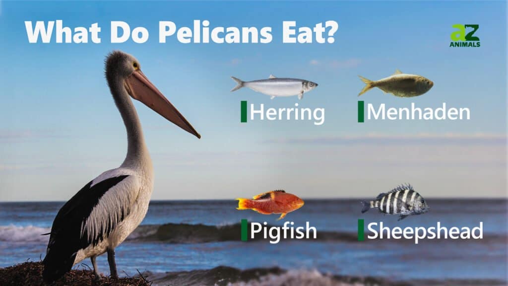 Cosa mangiano i pellicani