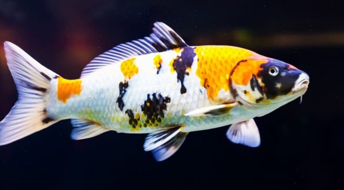  Cosa mangiano i pesci Koi?  8 alimenti chiave nella loro dieta

