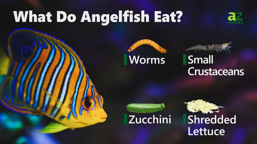 Cosa mangiano i pesci angelo