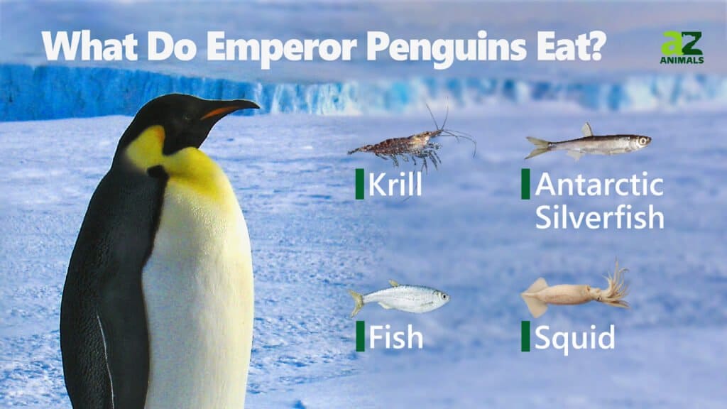 Cosa mangiano i pinguini imperatori