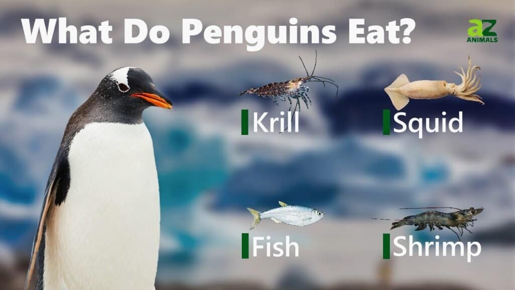 Cosa mangiano i pinguini