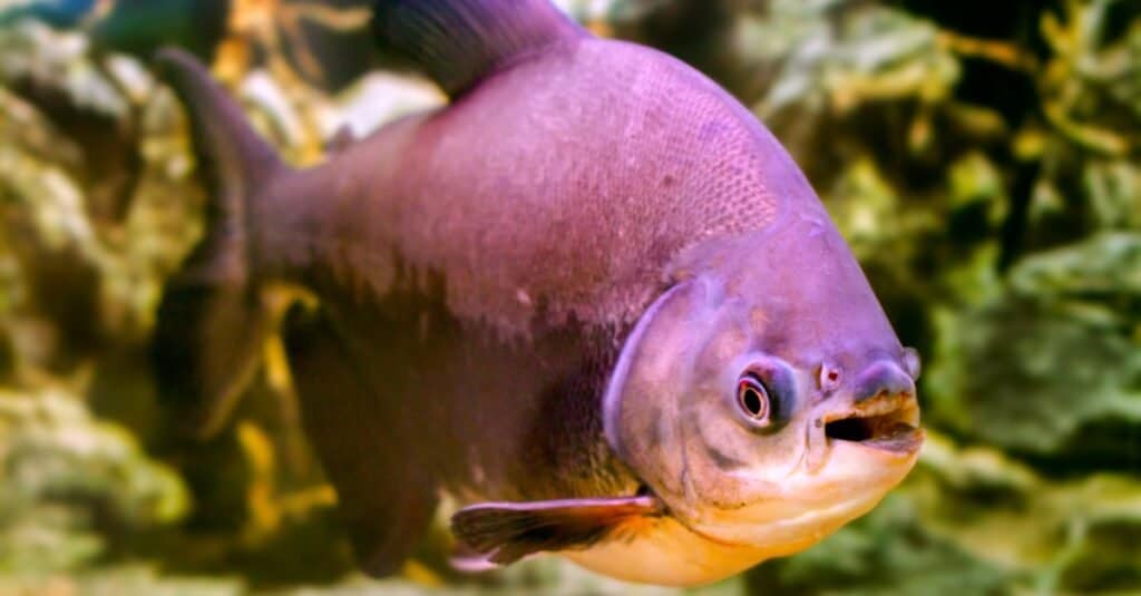 Animali più cool: Pacu Fish