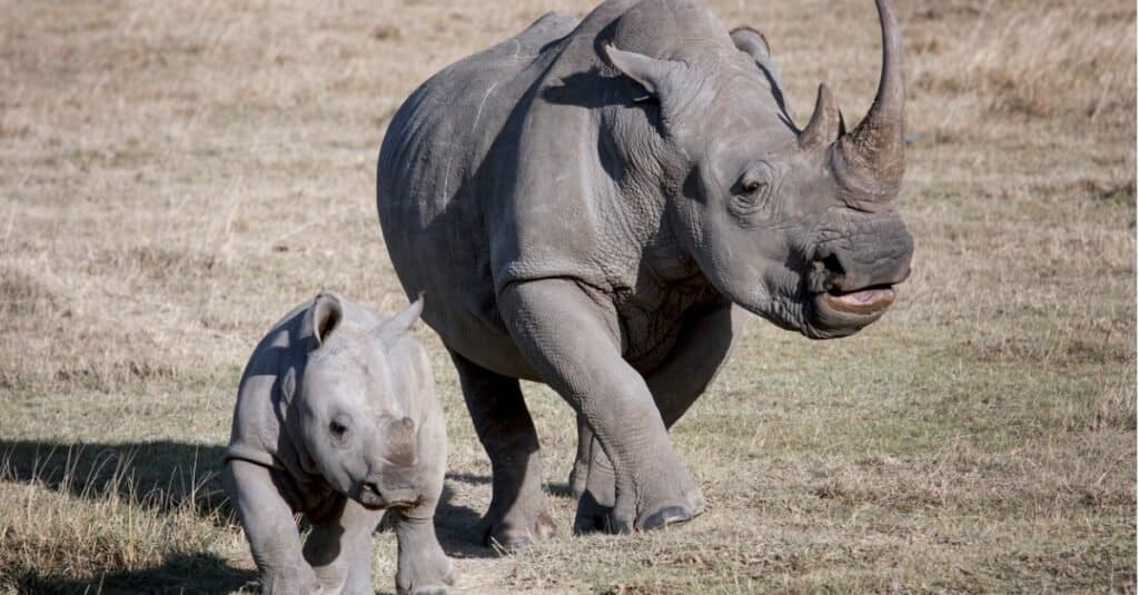Rhino baby - un rinoceronte femmina con il suo vitello