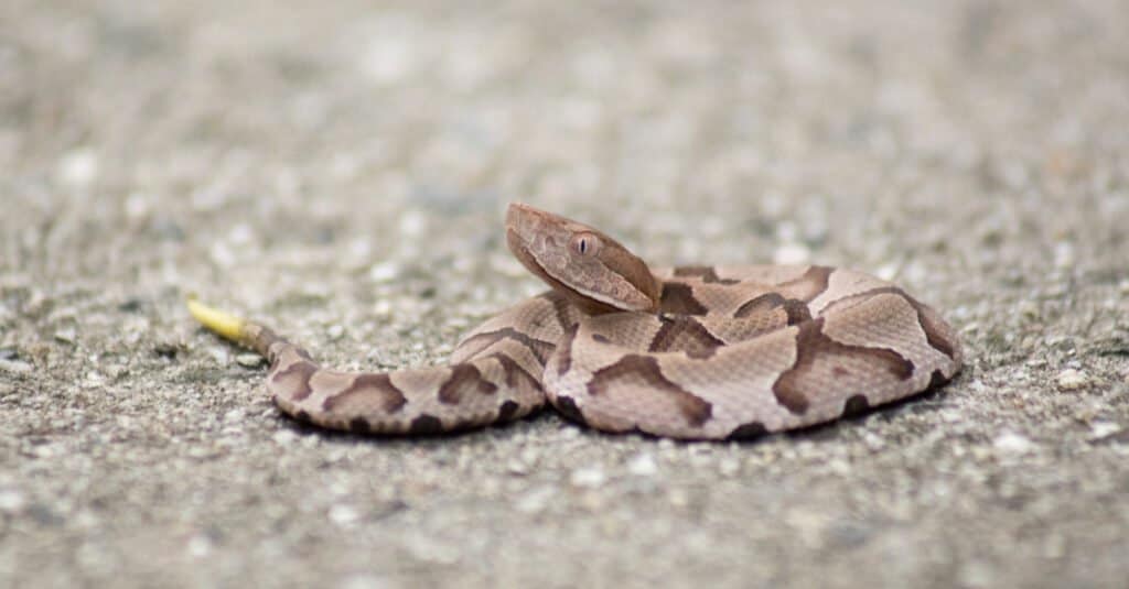 I serpenti Copperhead sono attivi alla fine dell'estate e in autunno quando nascono i piccoli Copperhead.
