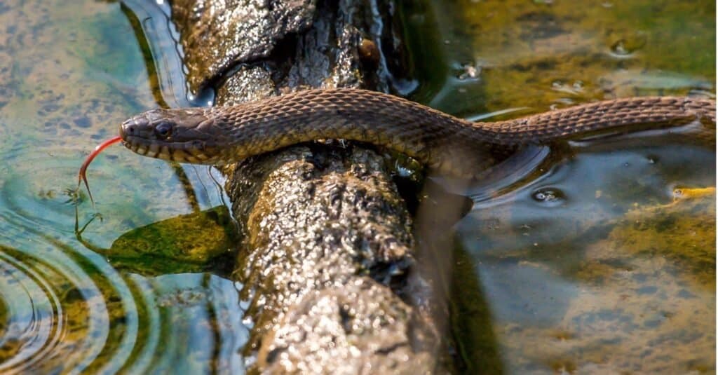 Serpenti che sembrano Copperheads-Mole Kingsnake