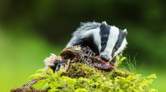 What Do Badgers Eat