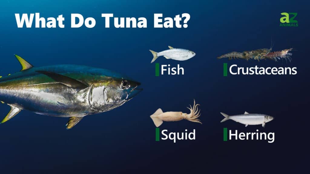 Cosa mangia il tonno