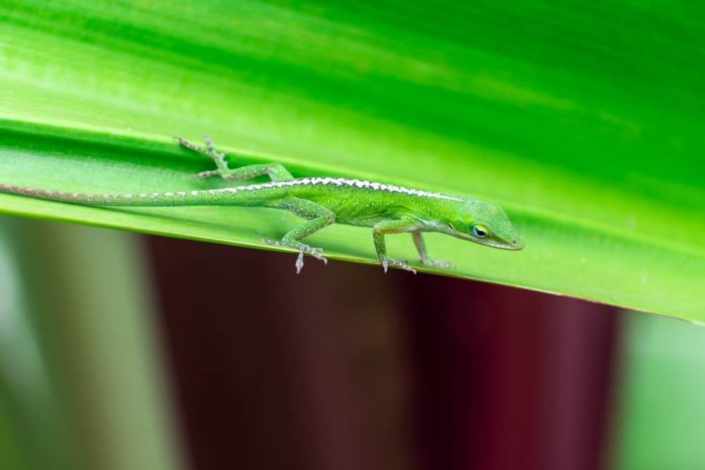 Cosa mangiano le anole?  - Foto ravvicinata di una lucertola verde anole che si aggrappa a una foglia.  Girato sull'isola di Kauai, Hawaii, USA.