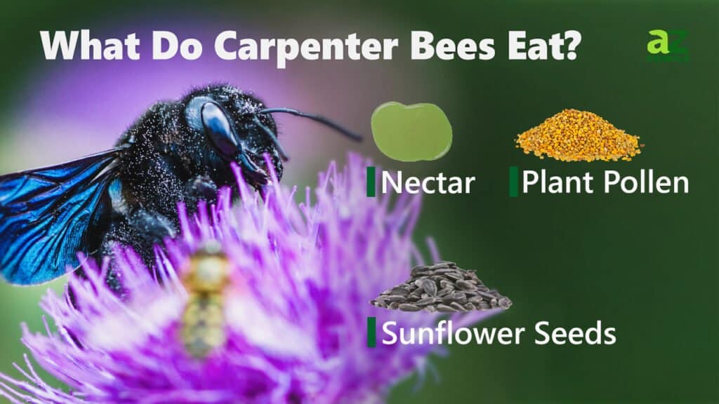 Cosa mangiano le api carpentiere