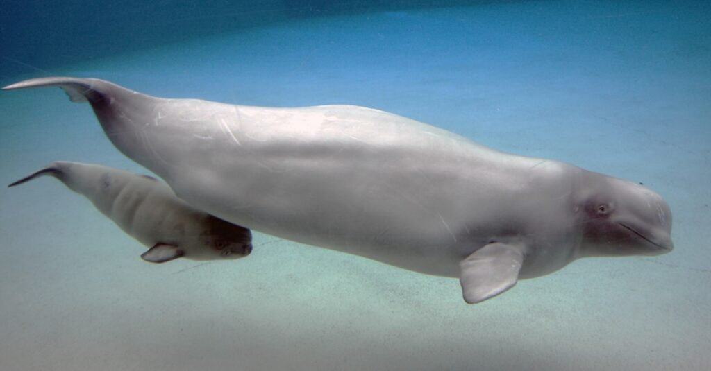 Le balene bevono latte Beluga subacqueo