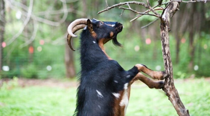 What do goats eat? - goats in a field of grass