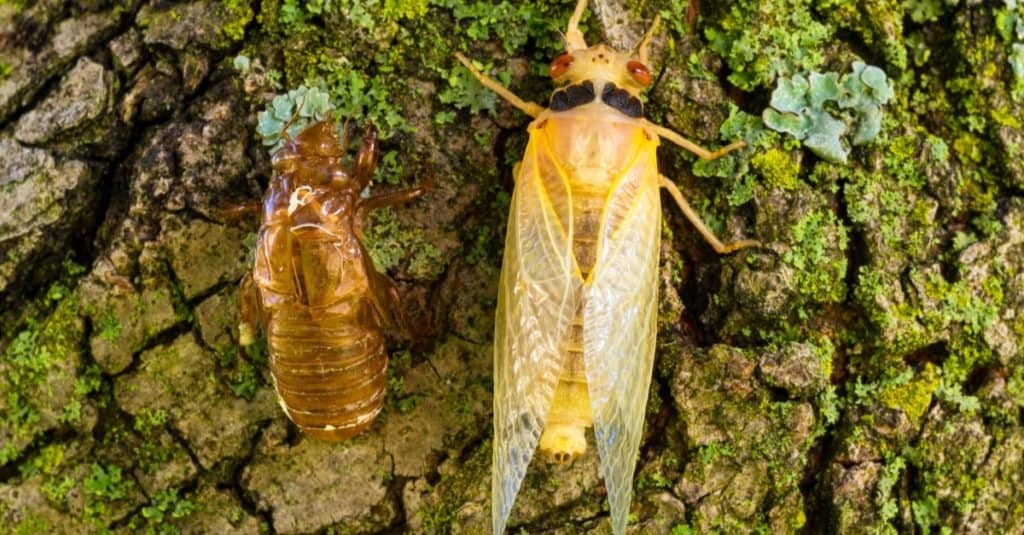 Una cicala teneral adulta di diciassette anni, appena muta, riposa su un albero accanto a un guscio di cicala.