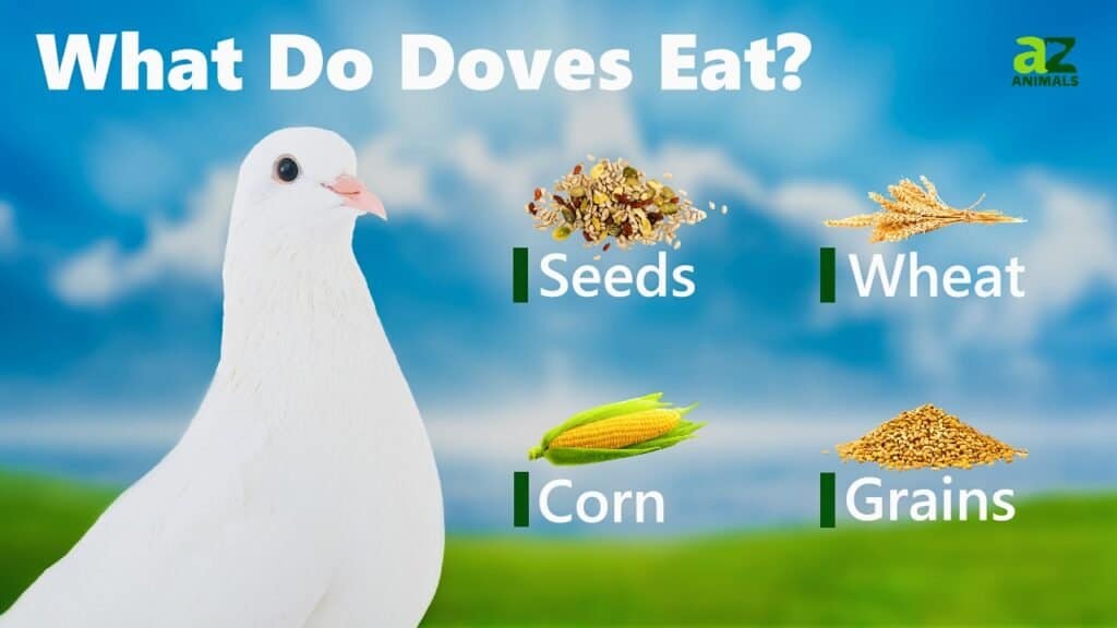 Cosa mangiano le colombe